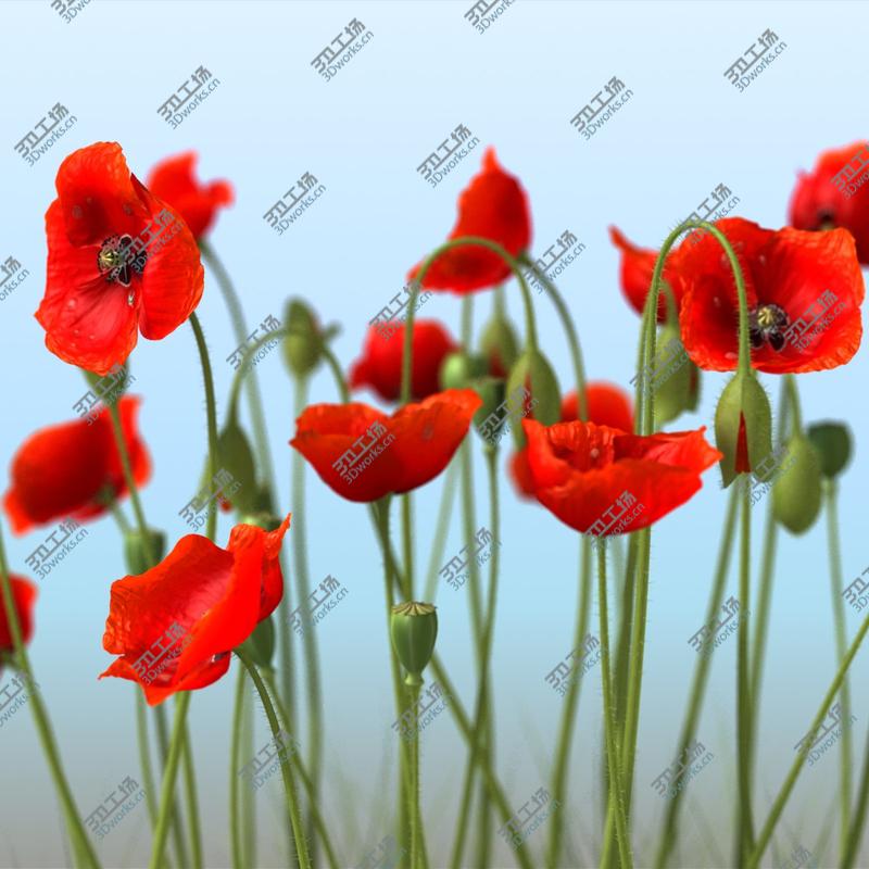 images/goods_img/2021040232/3D Poppy/3.jpg